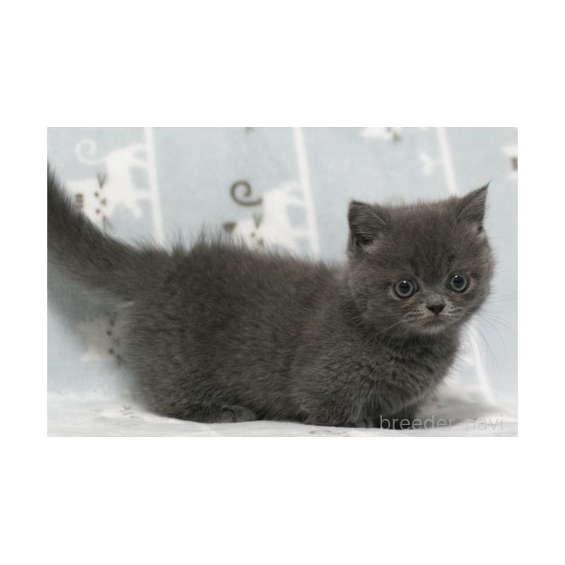 成約済の群馬県のミヌエット(短足)-129580の4枚目