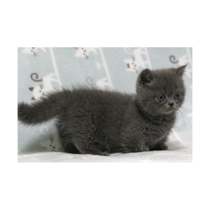 成約済の群馬県のミヌエット(短足)-129580の3枚目