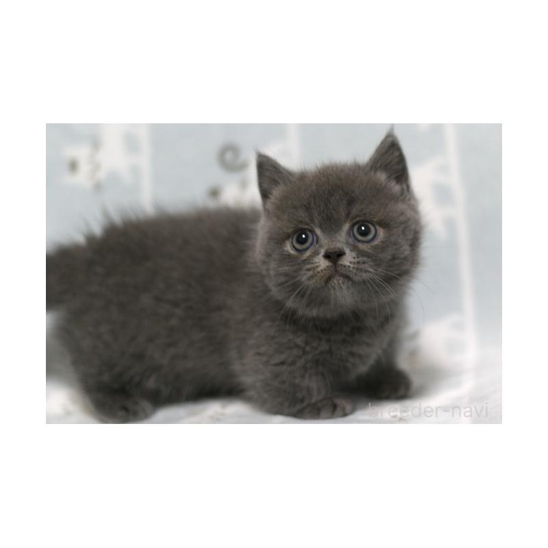 成約済の群馬県のミヌエット(短足)-129580の2枚目