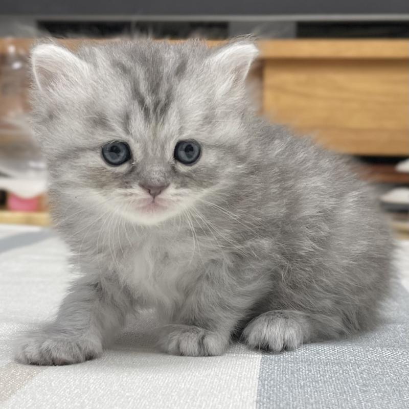 販売中の愛知県のミヌエット-130137