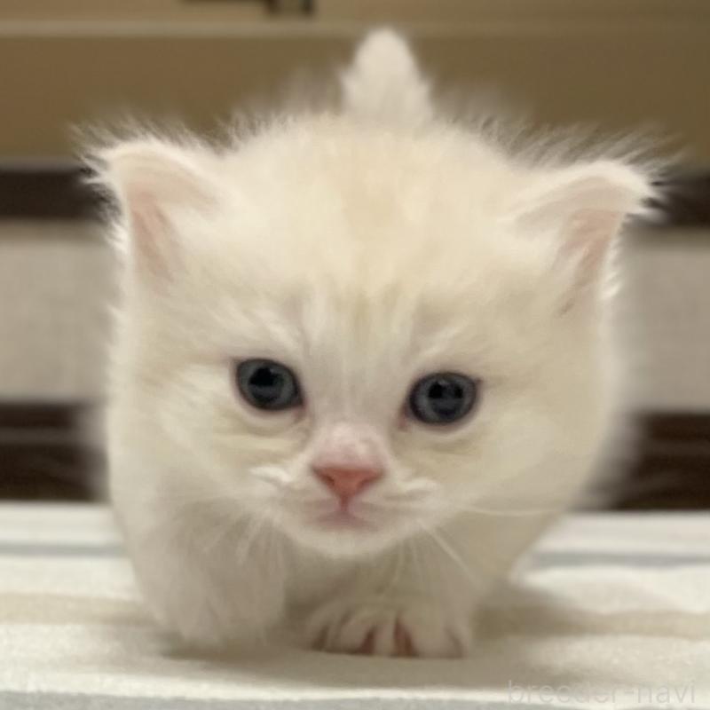 販売中の愛知県のミヌエット-130140