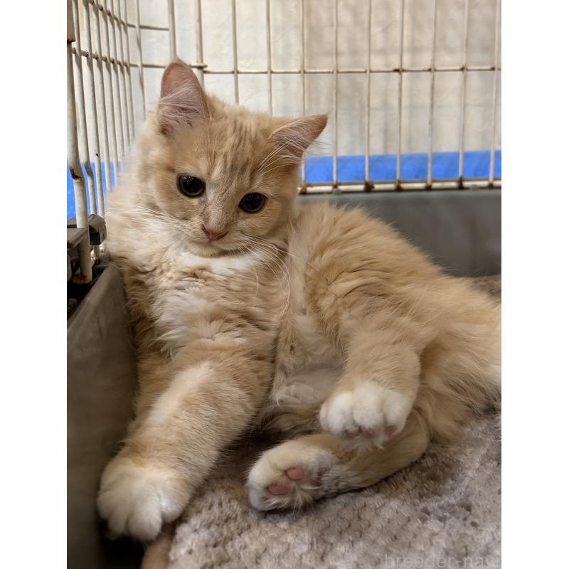 販売中の埼玉県のスコティッシュフォールド-124872の13枚目