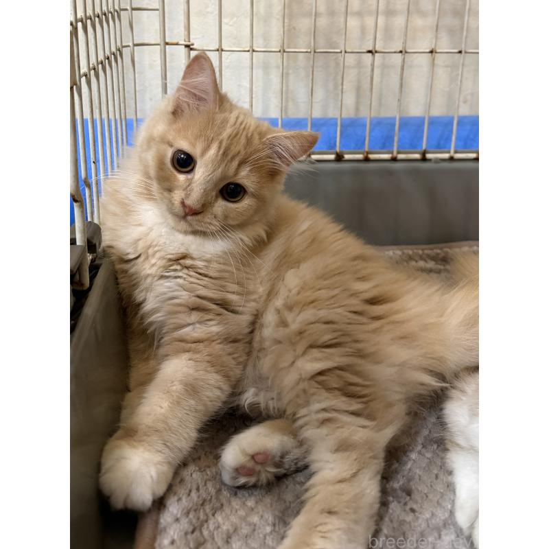 販売中の埼玉県のスコティッシュフォールド-124872の12枚目