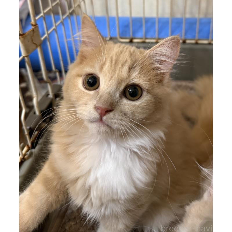 販売中の埼玉県のスコティッシュフォールド-124872の11枚目