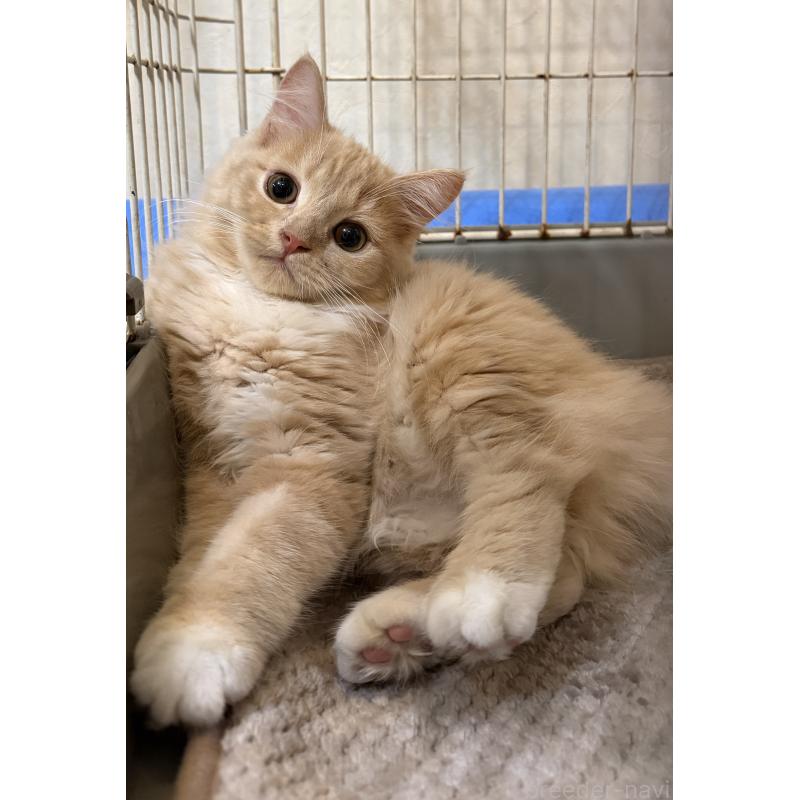 販売中の埼玉県のスコティッシュフォールド-124872