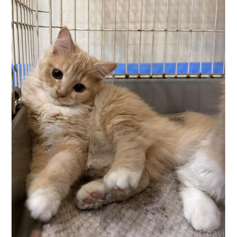 販売中の埼玉県のスコティッシュフォールド-124872の9枚目