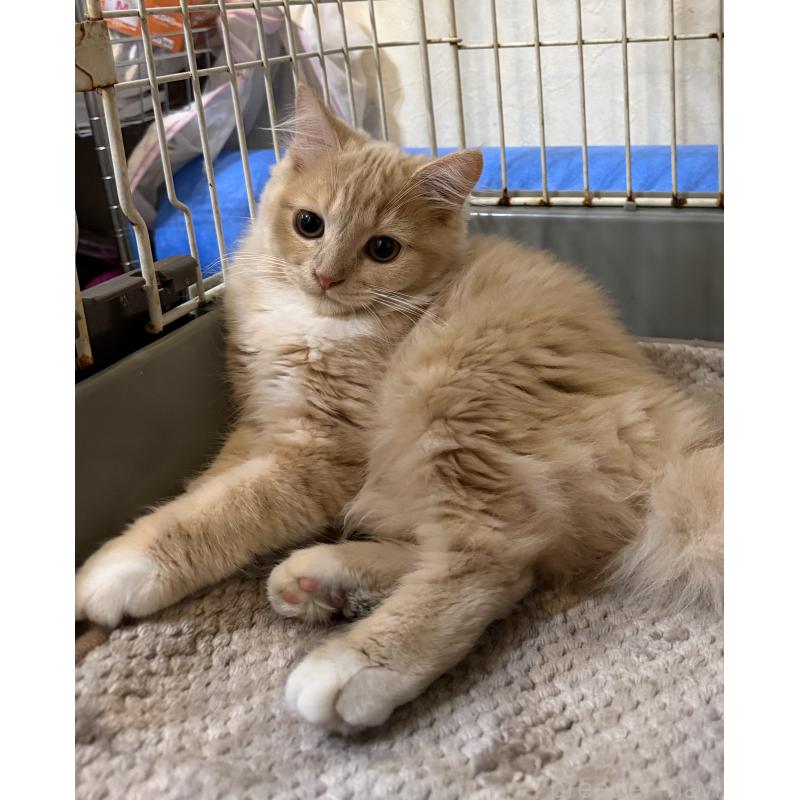 販売中の埼玉県のスコティッシュフォールド-124872の8枚目