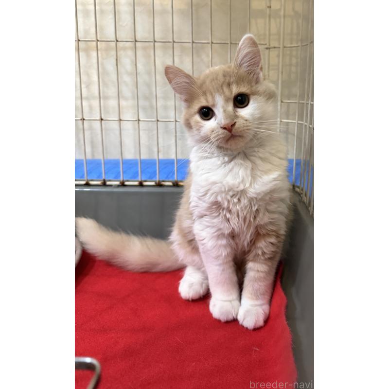 販売中の埼玉県のスコティッシュフォールド-124878の16枚目