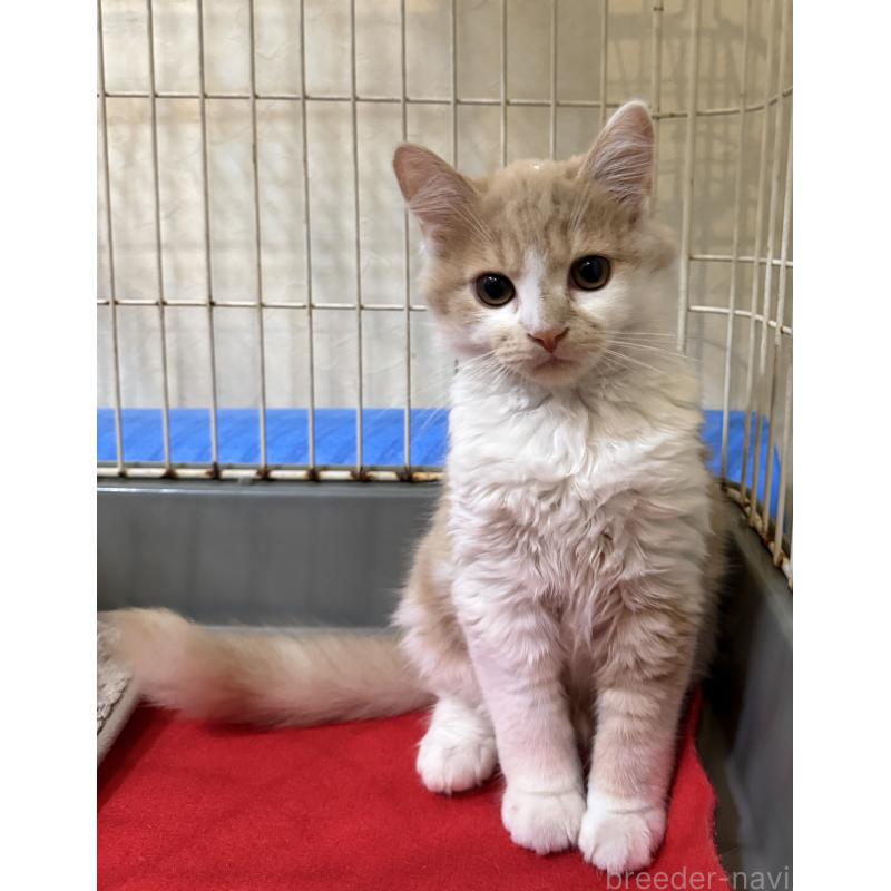 販売中の埼玉県のスコティッシュフォールド-124878の15枚目