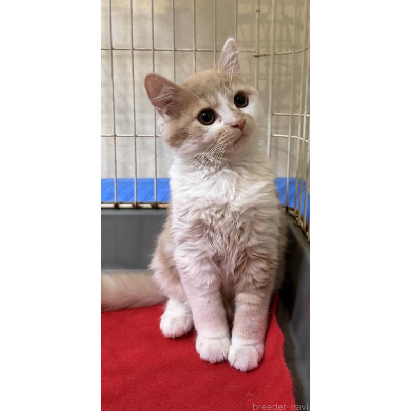 販売中の埼玉県のスコティッシュフォールド-124878の14枚目