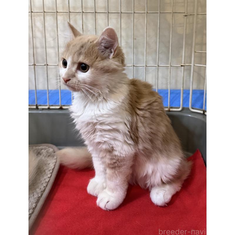 販売中の埼玉県のスコティッシュフォールド-124878の13枚目