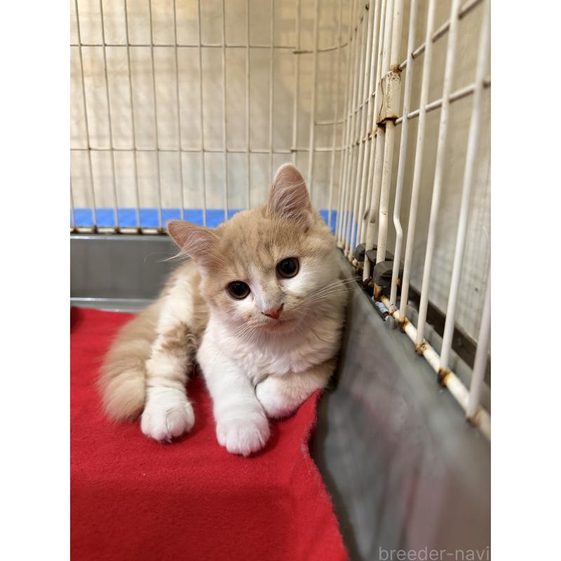 販売中の埼玉県のスコティッシュフォールド-124878の12枚目