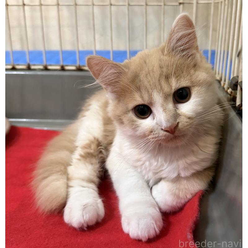 販売中の埼玉県のスコティッシュフォールド-124878の11枚目