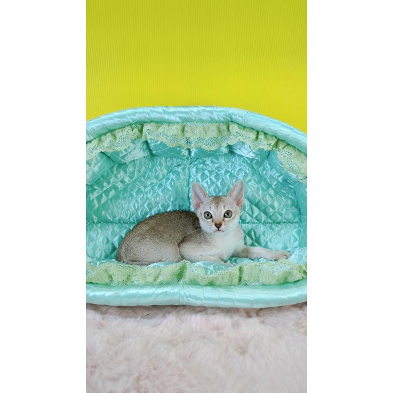 販売中の埼玉県のシンガプーラ-128879の5枚目