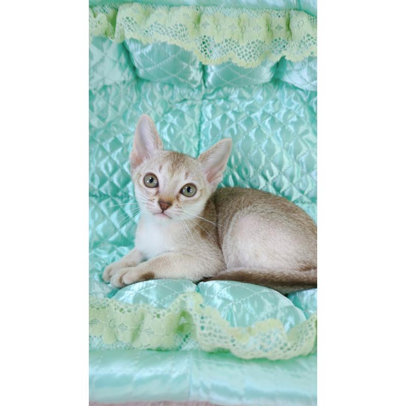 販売中の埼玉県のシンガプーラ-128879の4枚目