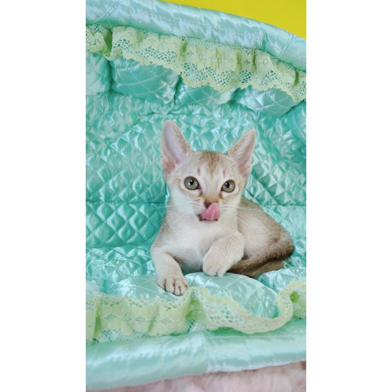 販売中の埼玉県のシンガプーラ-128879の3枚目