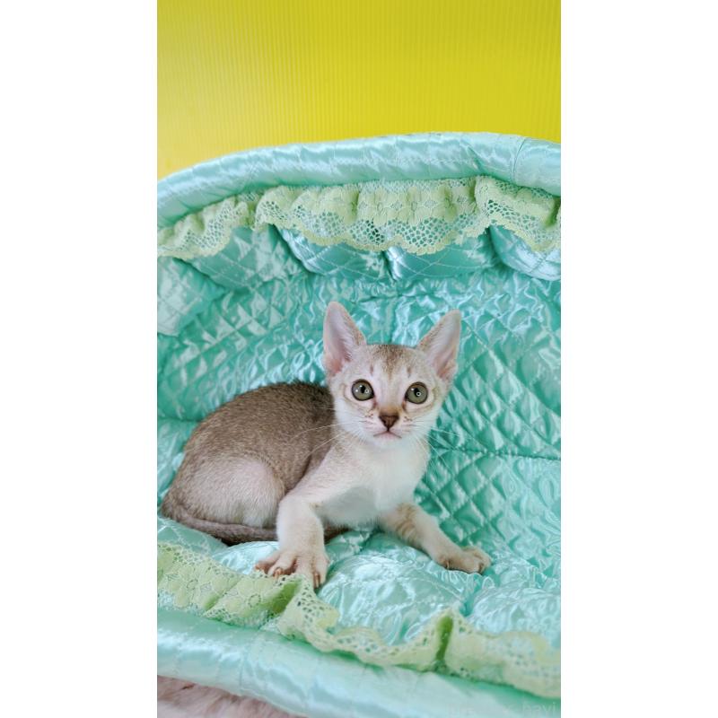 販売中の埼玉県のシンガプーラ-128879の2枚目