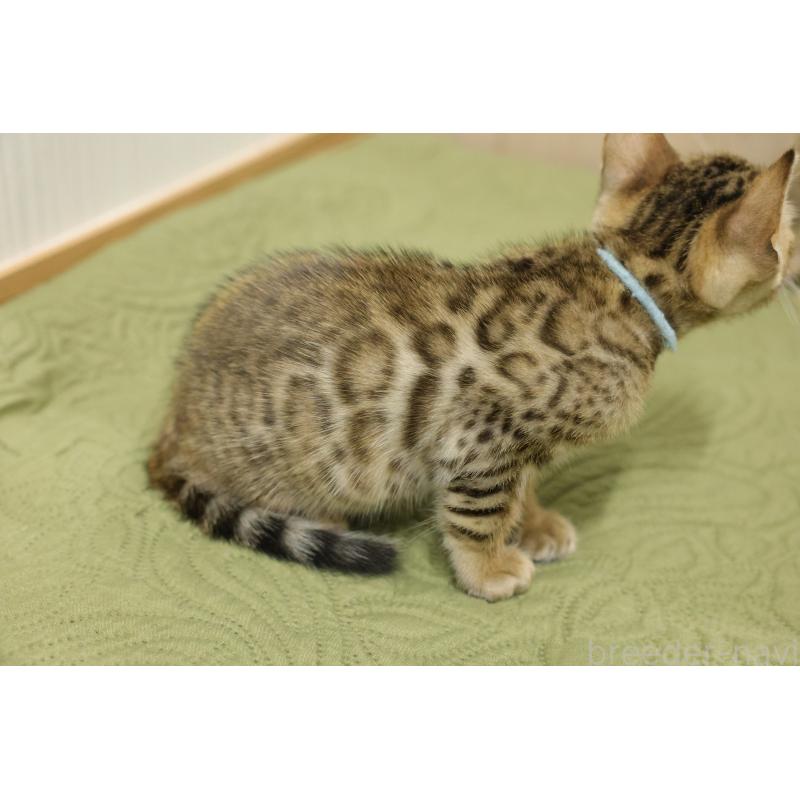 販売中の大阪府のベンガル-129078の9枚目