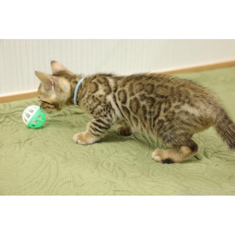 販売中の大阪府のベンガル-129078の8枚目