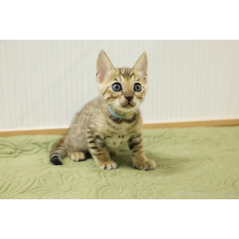 販売中の大阪府のベンガル-129078の7枚目