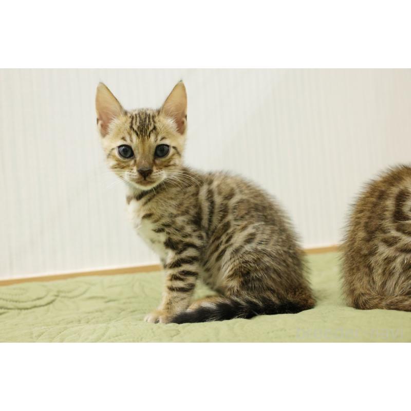 販売中の大阪府のベンガル-129078の6枚目