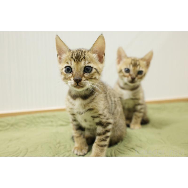 販売中の大阪府のベンガル-129078の5枚目