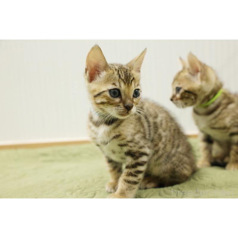 販売中の大阪府のベンガル-129078の4枚目