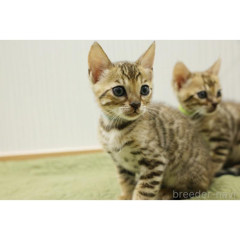 販売中の大阪府のベンガル-129078の3枚目