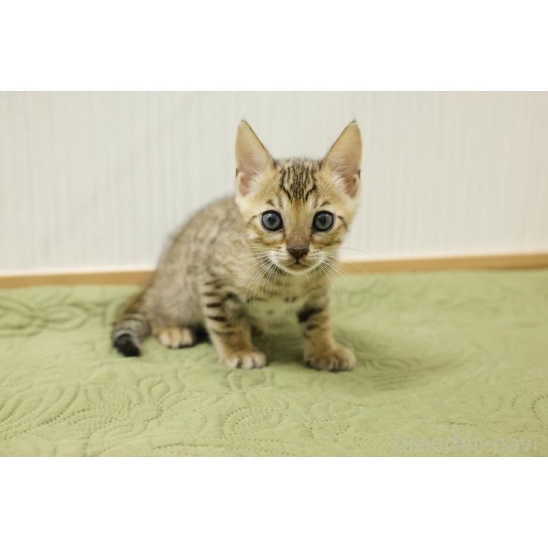 販売中の大阪府のベンガル-129078の2枚目