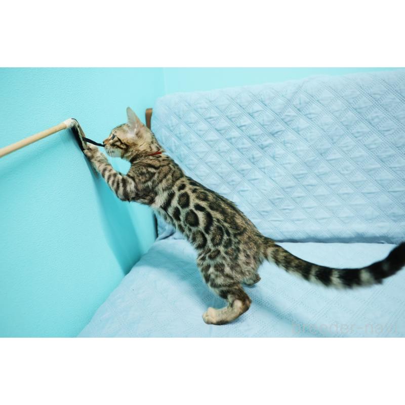 販売中の大阪府のベンガル-126599の10枚目