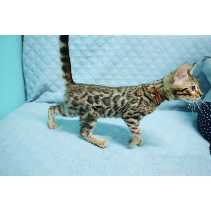 販売中の大阪府のベンガル-126599の9枚目