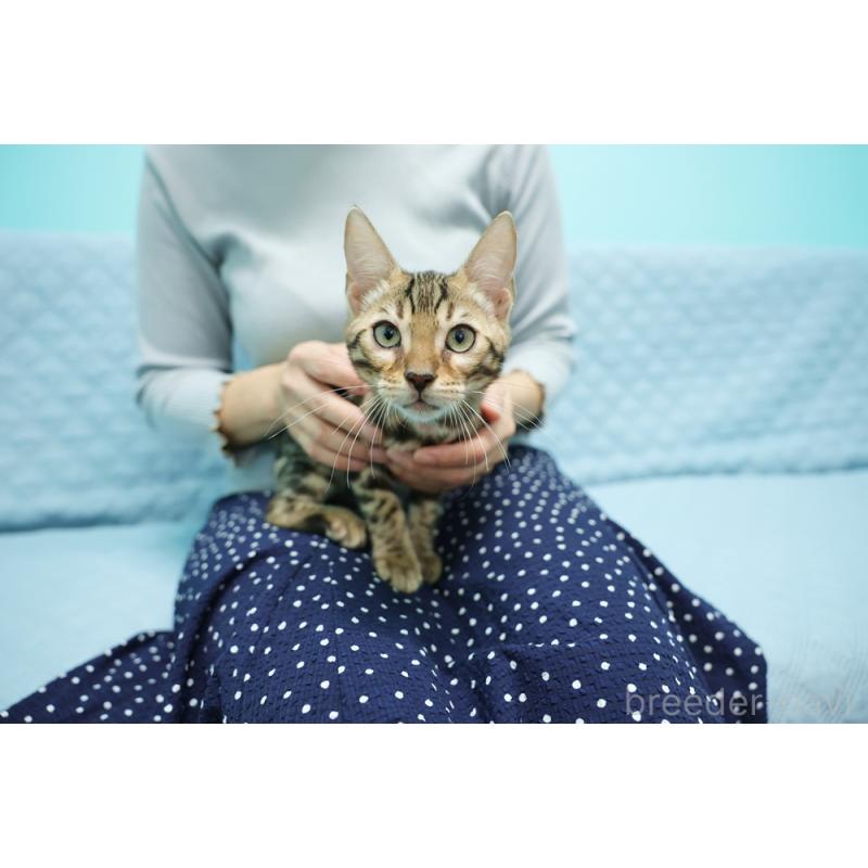 販売中の大阪府のベンガル-126599の8枚目