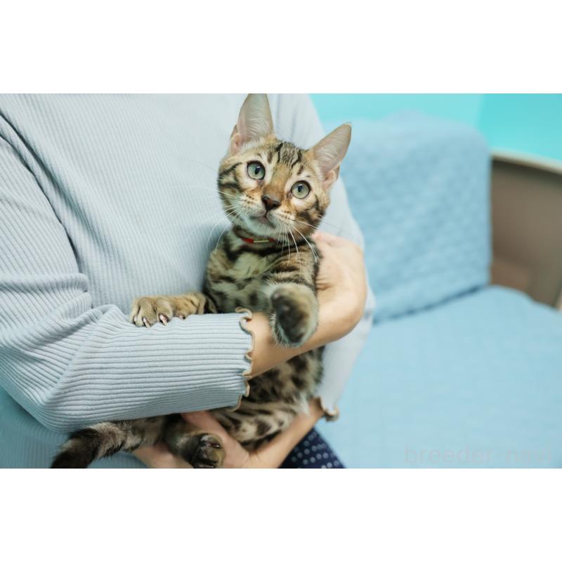 販売中の大阪府のベンガル-126599の7枚目