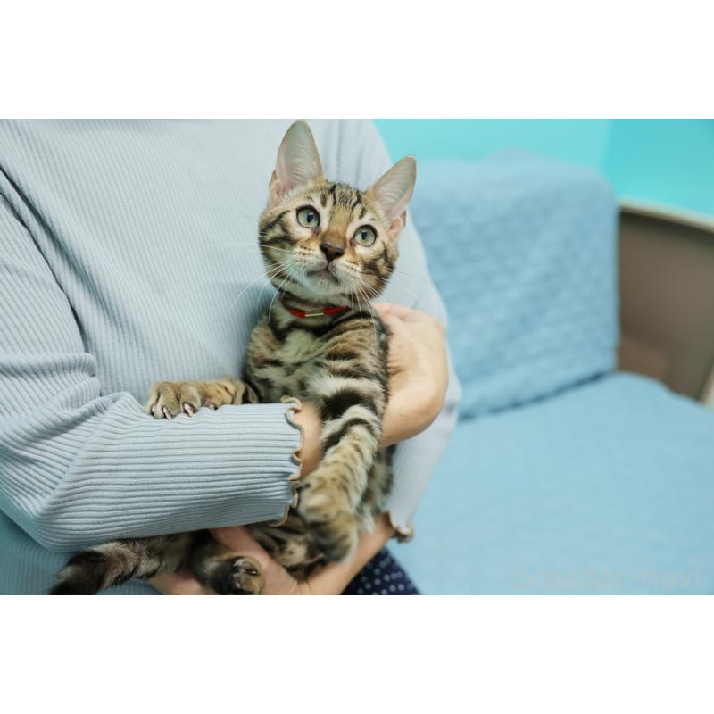 販売中の大阪府のベンガル-126599の6枚目