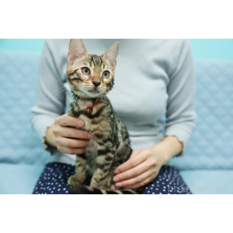 販売中の大阪府のベンガル-126599の5枚目