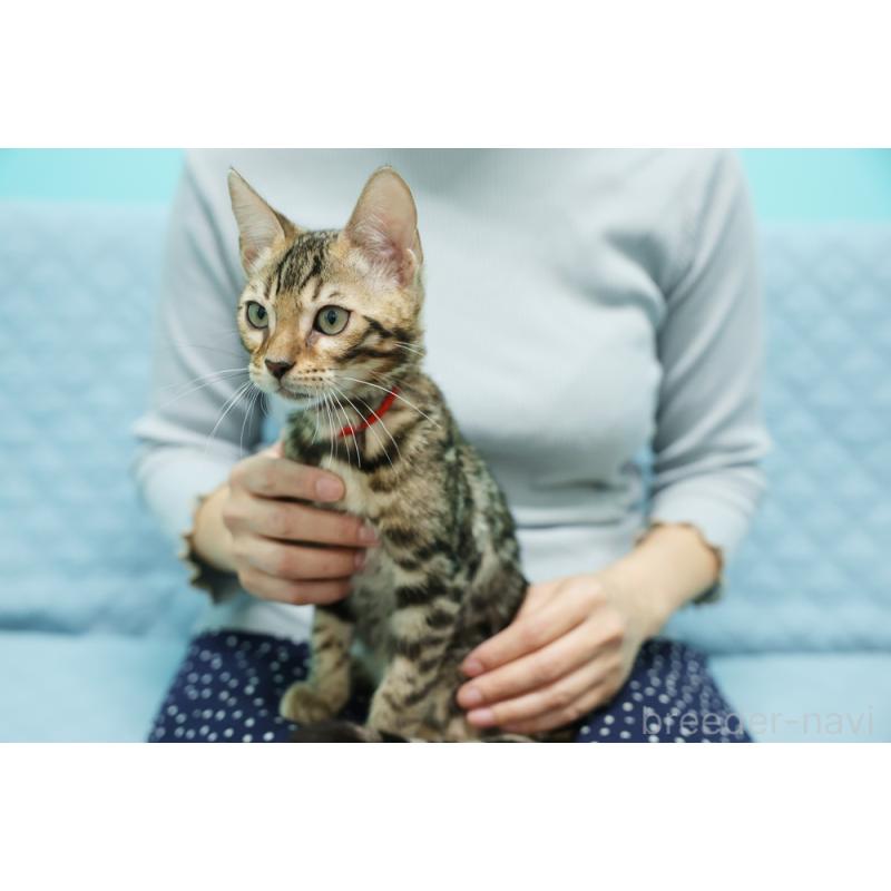 販売中の大阪府のベンガル-126599の4枚目