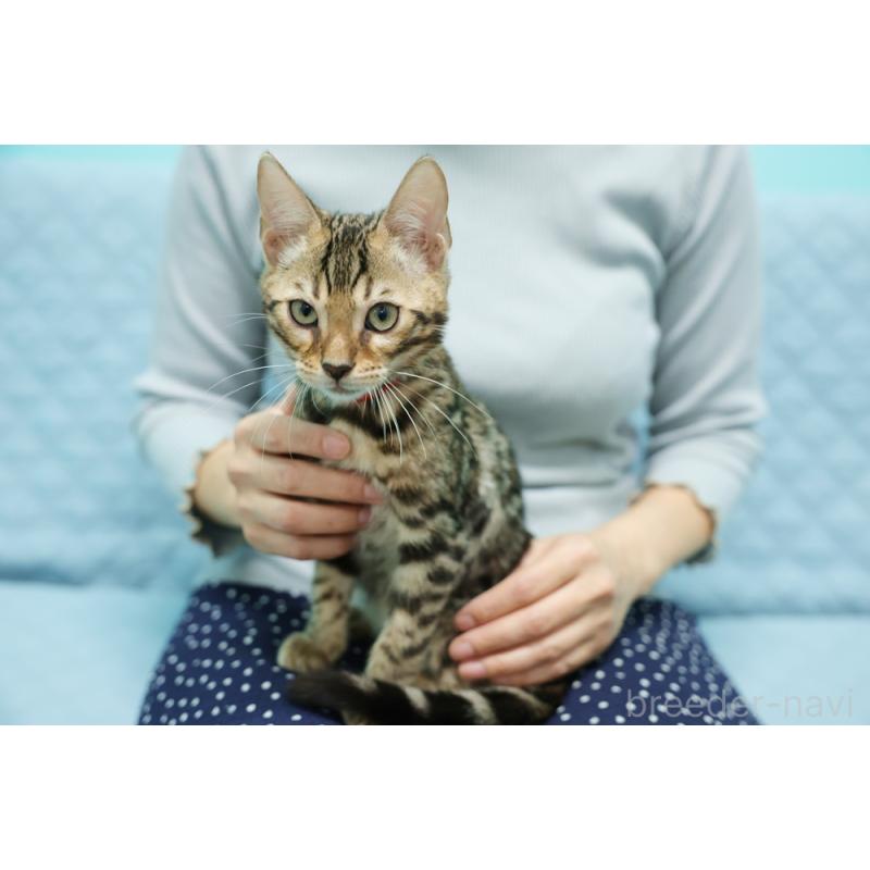 販売中の大阪府のベンガル-126599の3枚目