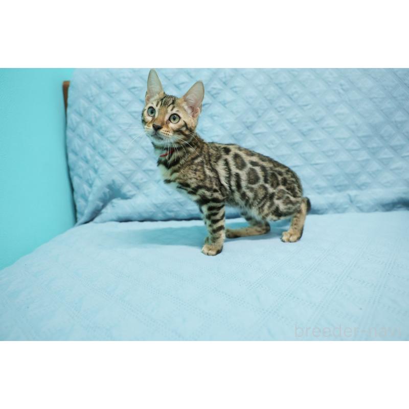 販売中の大阪府のベンガル-126599の2枚目