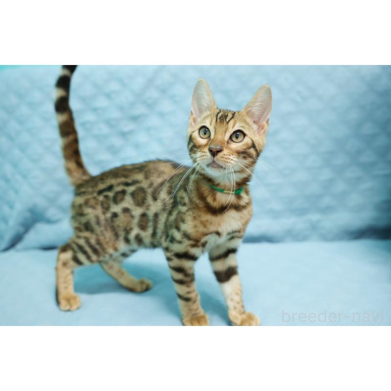 成約済の大阪府のベンガル-126598の10枚目