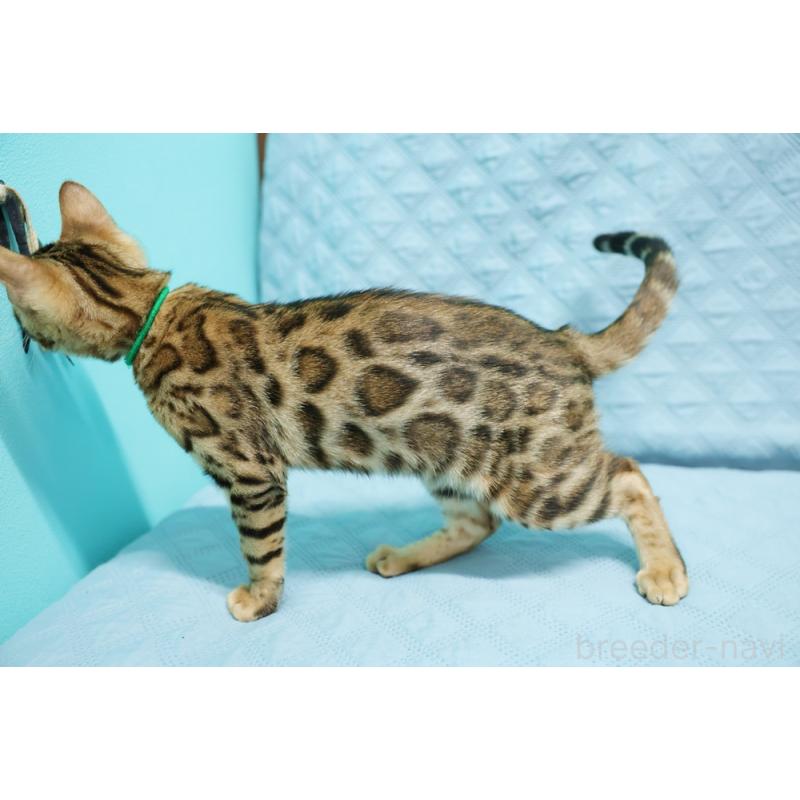 成約済の大阪府のベンガル-126598の9枚目