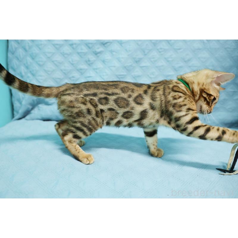 成約済の大阪府のベンガル-126598の8枚目