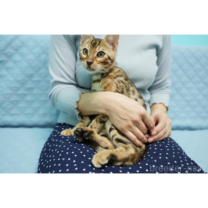 成約済の大阪府のベンガル-126598の7枚目