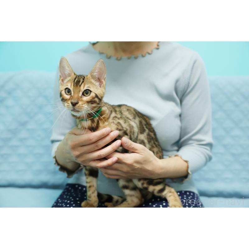 成約済の大阪府のベンガル-126598の6枚目