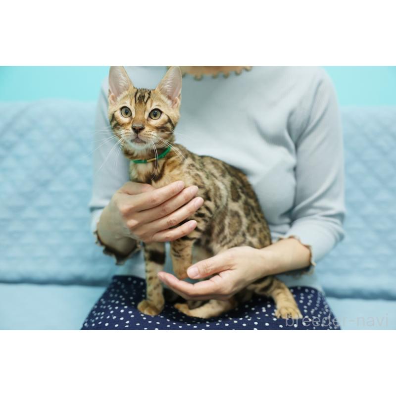 成約済の大阪府のベンガル-126598の5枚目