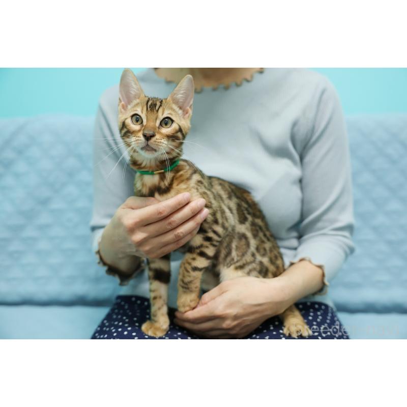 成約済の大阪府のベンガル-126598の4枚目