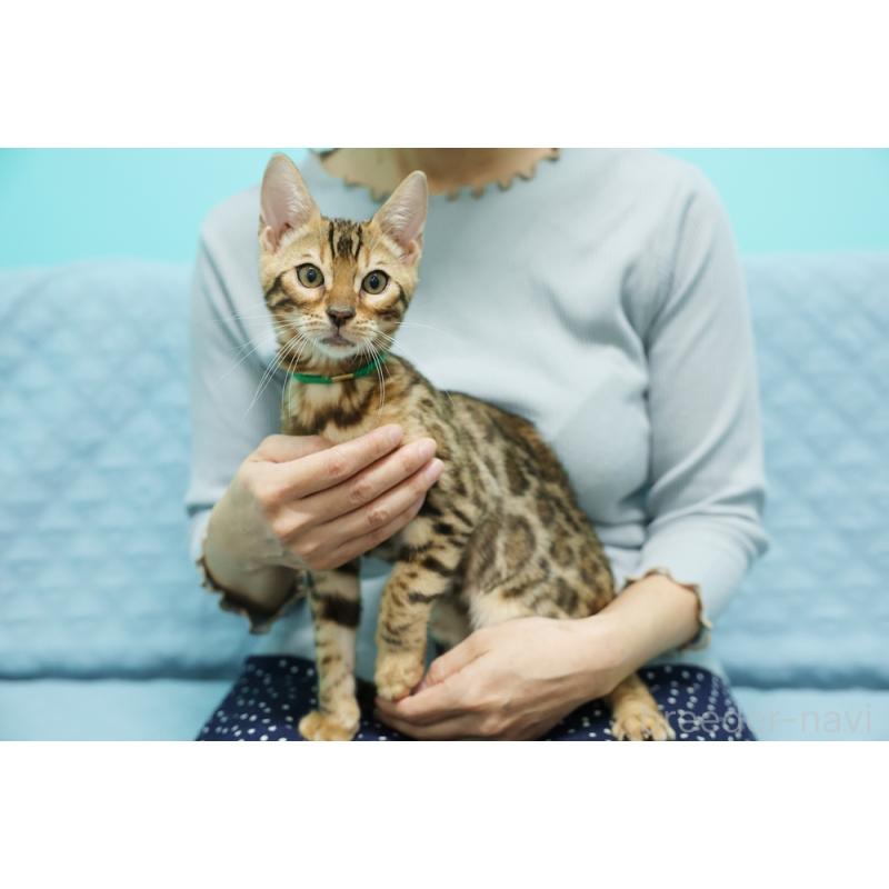 成約済の大阪府のベンガル-126598の3枚目