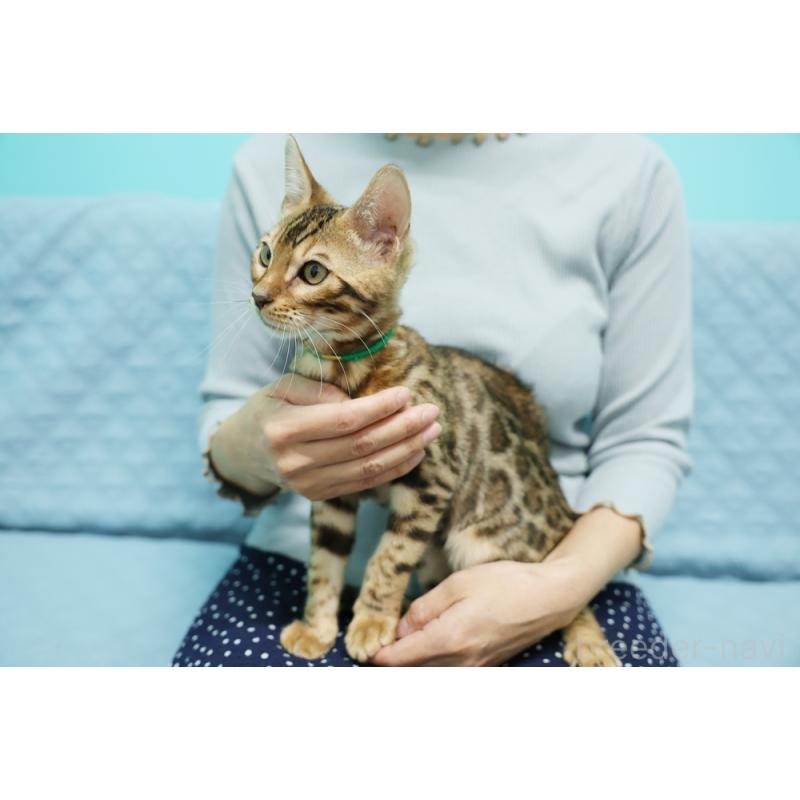 成約済の大阪府のベンガル-126598の2枚目