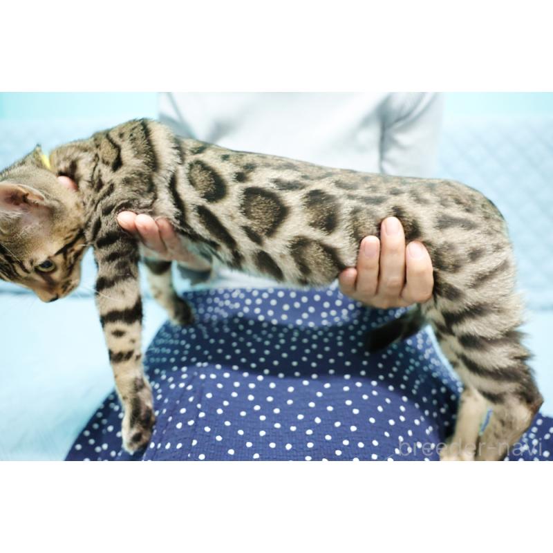 販売中の大阪府のベンガル-127607の4枚目