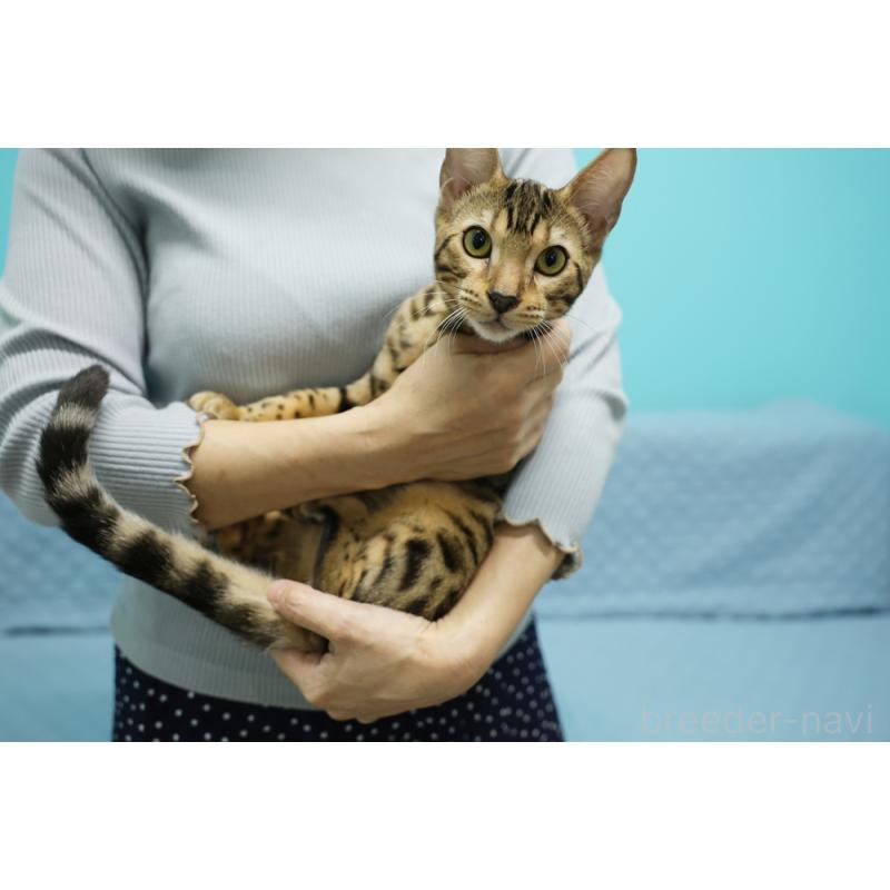 販売中の大阪府のベンガル-123996の9枚目