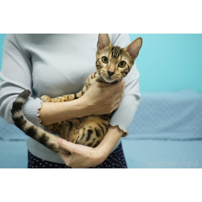 販売中の大阪府のベンガル-123996の8枚目